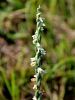 162_08_02ac_skrbica_zavita_Spiranthes_spiralis_IMG_9491.JPG