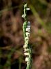 162_08_02ad_skrbica_zavita_Spiranthes_spiralis_IMG_9492.JPG