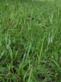 162_08_02ba_zavita_skrbica_Spiranthes_spiralis.jpg