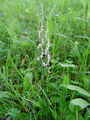162_08_02bb_zavita_skrbica_Spiranthes_spiralis_DSC03112.jpg