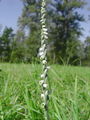 162_08_02bc_zavita_skrbica_Spiranthes_spiralis_DSC02105.jpg