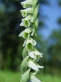 162_08_02bd_zavita_skrbica_Spiranthes_spiralis_DSC02117.jpg