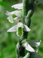 162_08_02be_zavita_skrbica_Spiranthes_spiralis_DSC02112.jpg