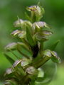 162_09_01bc_zeleni_volcji_jezik_Coeloglossum_viride_DSC02193a.jpg