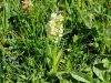 162_10_01cd_prstasta_kukavica_bezgova_Dactylorhiza_sambucina_IMG_7186aa.jpg