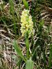162_10_01cf_prstasta_kukavica_bezgova_Dactylorhiza_sambucina_IMG_3354a.jpg