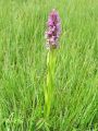 162_10_02cb_Prstasta_kukavica_mesnordeca_Dactylorhiza_incarnata_DSC09934.jpg