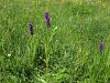 Filename=162_10_02cf_prstasta_kukavica_mesnordeca_Dactylorhiza_incarnata_IMG_1200a.jpg
Filesize=459KB
Dimensions=900x675
Date added=Aug 13, 2015 162_10_02cf_prstasta_kukavica_mesnordeca_Dactylorhiza_incarnata_IMG_1200a.jpg