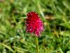 162_12_03ch_murka_rdeca_Nigritella_miniata_IMG_4250a.jpg