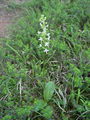 162_14_01ba_dvolistni_vimenjak_Platanthera_bifolia_DSC00159.jpg