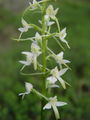162_14_01bb_dvolistni_vimenjak_Platanthera_bifolia_DSC00160.jpg