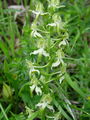 162_14_02bb_zelenkasti_vimenjak_Platanthera_chlorantha_DSC00164.jpg