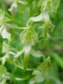 162_14_02bc_zelenkasti_vimenjak_Platanthera_chlorantha_DSC00165.jpg
