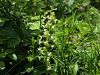 162_14_02cb_vimenjak_zelenkasti_Platanthera_chlorantha_IMG_1258a.jpg