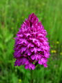 162_16_01af_Pilovec_piramidasti_Anacamptis_pyramidalis_af.jpg