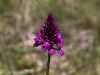 162_16_01cc_pilovec_piramidasti_Anacamptis_pyramidalis_IMG_0746a.jpg