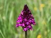 162_16_01cd_pilovec_piramidasti_Anacamptis_pyramidalis_IMG_0747a.jpg