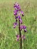 162_16_03ce_kukavica_rahlocvetna_Anacamptis_laxiflora_IMG_0784.jpg