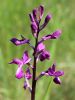 162_16_03cf_kukavica_rahlocvetna_Anacamptis_laxiflora_IMG_0774.jpg