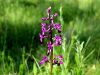 162_16_03ch_kukavica_rahlocvetnah_Anacamptis_laxiflora_IMG_1135a.jpg