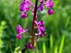 162_16_03ci_kukavica_rahlocvetna_Anacamptis_laxiflora_IMG_1134a.jpg