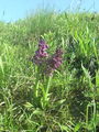 162_16_04ac_kukavica_navadna_Orchis_morio_ac.jpg
