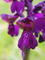 162_16_04ae_kukavica_navadna_Orchis_morio_DSC001.jpg