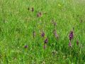 162_16_04ba_Kukavica_navadna_Orchis_morio_2009_05010020.jpg