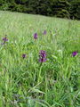 162_16_04bb_Kukavica_navadna_Orchis_morio_20050514.jpg