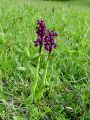 162_16_04bc_Kukavica_navadna_Orchis_morio_a.jpg