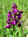 162_16_04bd_Kukavica_navadna_Orchis_morio_20040502.jpg