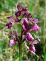 162_16_04be_Kukavica_navadna_Orchis_morioDSC09051.jpg