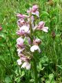 162_16_04bh_Kukavica_navadna_Orchis_morio_2009_05010027.jpg