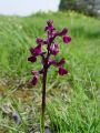 162_16_04cb_Kukavica_navadna_Orchis_morio_cb.JPG