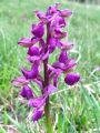 162_16_04cd_Kukavica_navadna_Orchis_morio_2014_04120081a.jpg