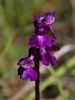 162_16_04ch_kukavica_navadna_Orchis_morio_IMG_0541a.jpg