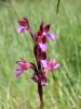 162_16_06cd_kukavica_metuljasta_Anacamptis_papilionacea_IMG_0687.jpg