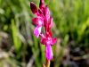 162_16_06ch_kukavica_metuljasta_Anacamptis_papilionacea_IMG_1099a.jpg
