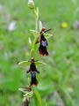 162_18_01bc_muholiko_macje_uho_Ophrys_insectifera_DSC00180.jpg