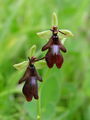 162_18_01bd_muholiko_macje_uho_Ophrys_insectifera_DSC00169.jpg
