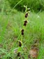 162_18_01cb_Macje_uho_muholiko_Ophrys_insectifera_cb.JPG