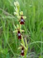 162_18_01cc_Macje_uho_muholiko_Ophrys_insectifera_cc.JPG