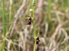 162_18_01cd_macje_uho_muholiko_Ophrys_insectifera_IMG_0078a.jpg