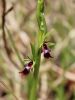 162_18_01ce_macje_uho_muholiko_Ophrys_insectifera_IMG_0079a.jpg