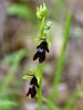 162_18_01cg_macje_uho_muholiko_Ophrys_insectifera_IMG_1146a.jpg