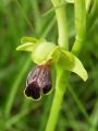 162_18_02cc_Macje_uho_zlebasto_Ophrys_sulcata_cc.jpg