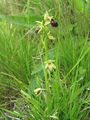 162_18_03ab_macje_uho_osjeliko_Ophrys_sphegodes_ab.jpg