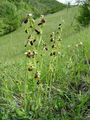 162_18_03ba_osjeliko_macje_uho_Ophrys_sphegodes.jpg