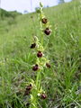 162_18_03bb_osjeliko_macje_uho_Ophrys_sphegodes.jpg