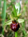 162_18_03be_osjeliko_macje_uho_Ophrys_sphegodes_DSC09140.jpg